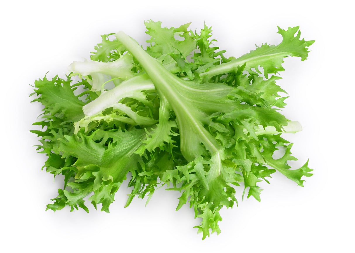 3000 GREEN CURLED ENDIVE (Frisée / Salad Endive / Moss Curled Endive / Escarole) Cichorium Endivia Vegetable Seeds