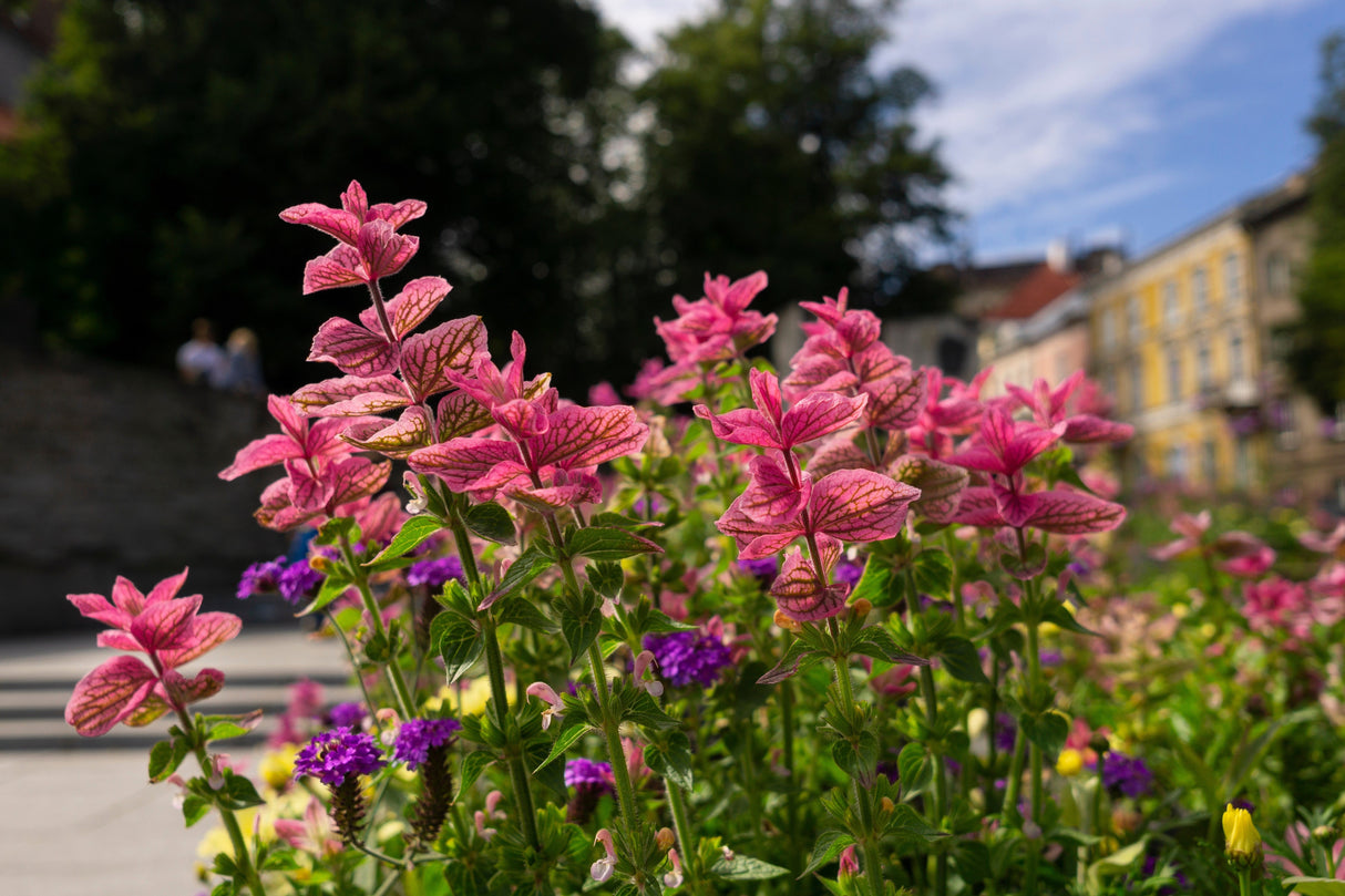 50 'PINK Sundae' Clary SAGE / SALVIA Viridis Horminum Herb Flower Seeds