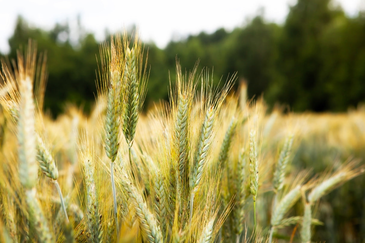 300 Wrens Abruzzi WINTER RYE Secale Cereale Grain Cover Crop Seeds