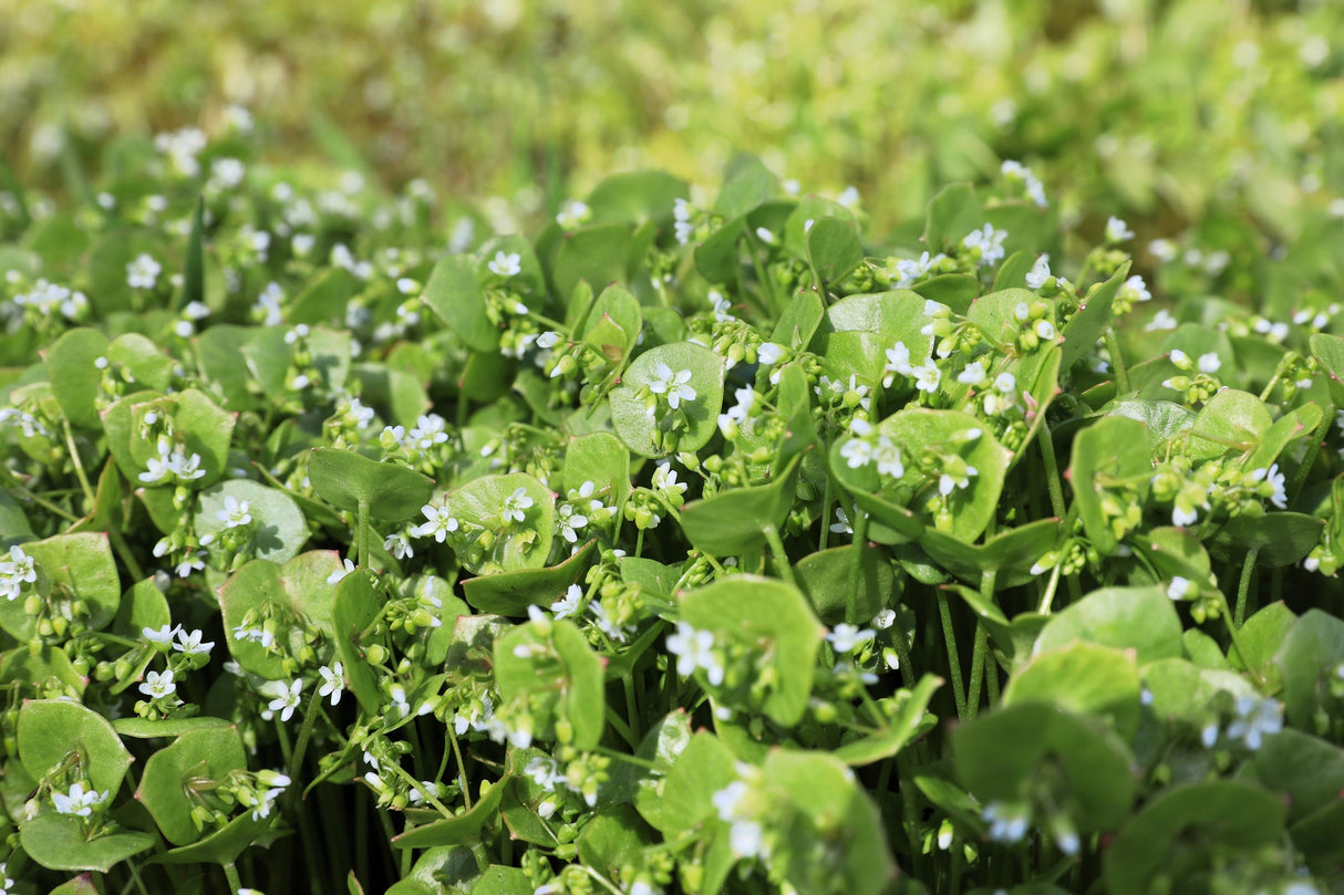 100 MINER'S LETTUCE Winter Purslane Spinach Claytonia Perfoliata Vegetable Seeds