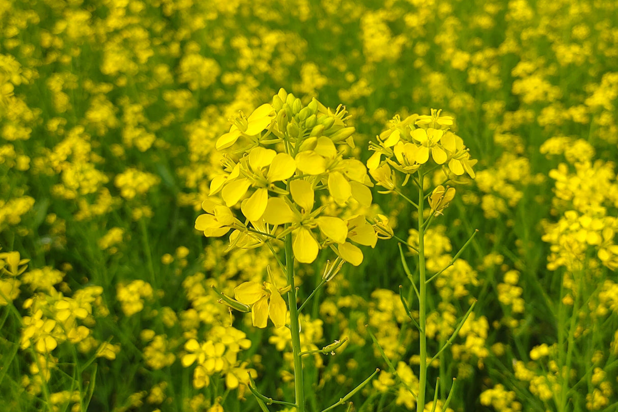 3000 FLORIDA BROADLEAF MUSTARD Brassica Juncea Herb Vegetable Seeds