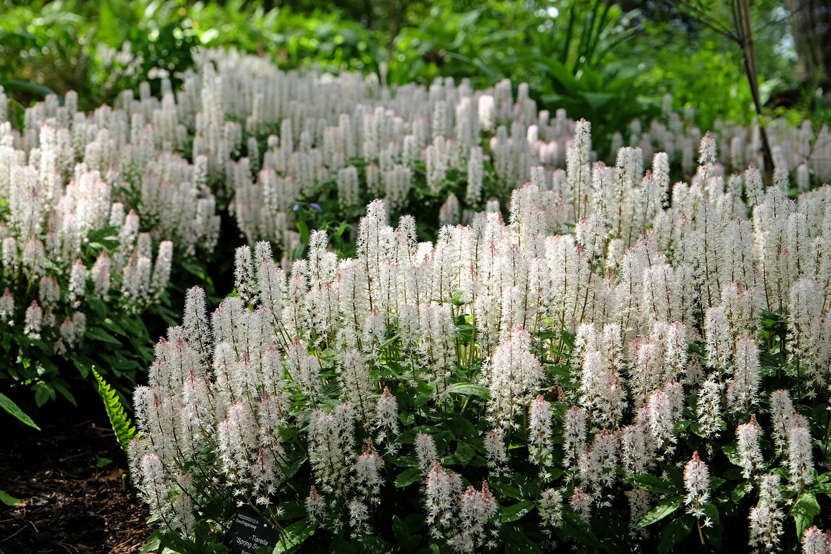 20 SUGAR SCOOP FOAMFLOWER White Tiarella Trifoliata Laceflower Flower Seeds