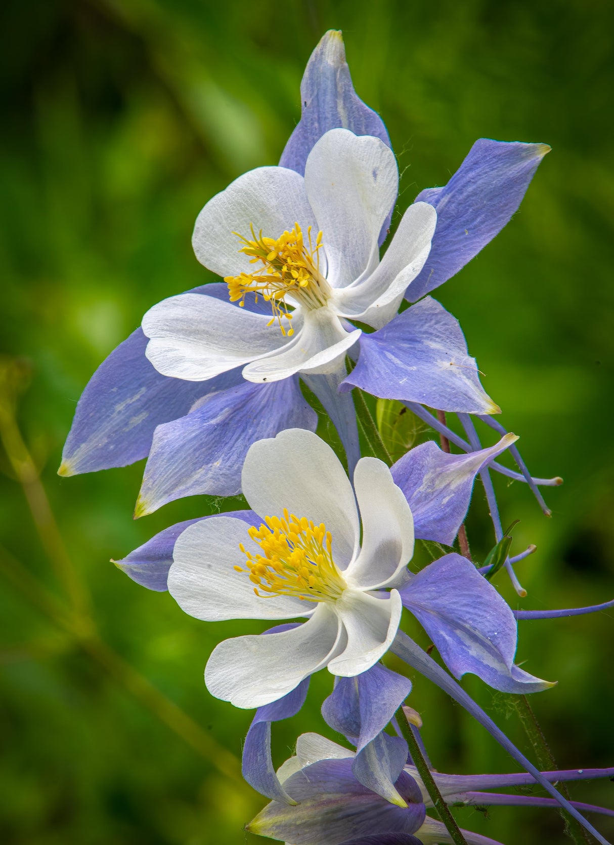 50 Blue ROCKY MOUNTAIN COLUMBINE Aquilegia Caerulea Flower Seeds