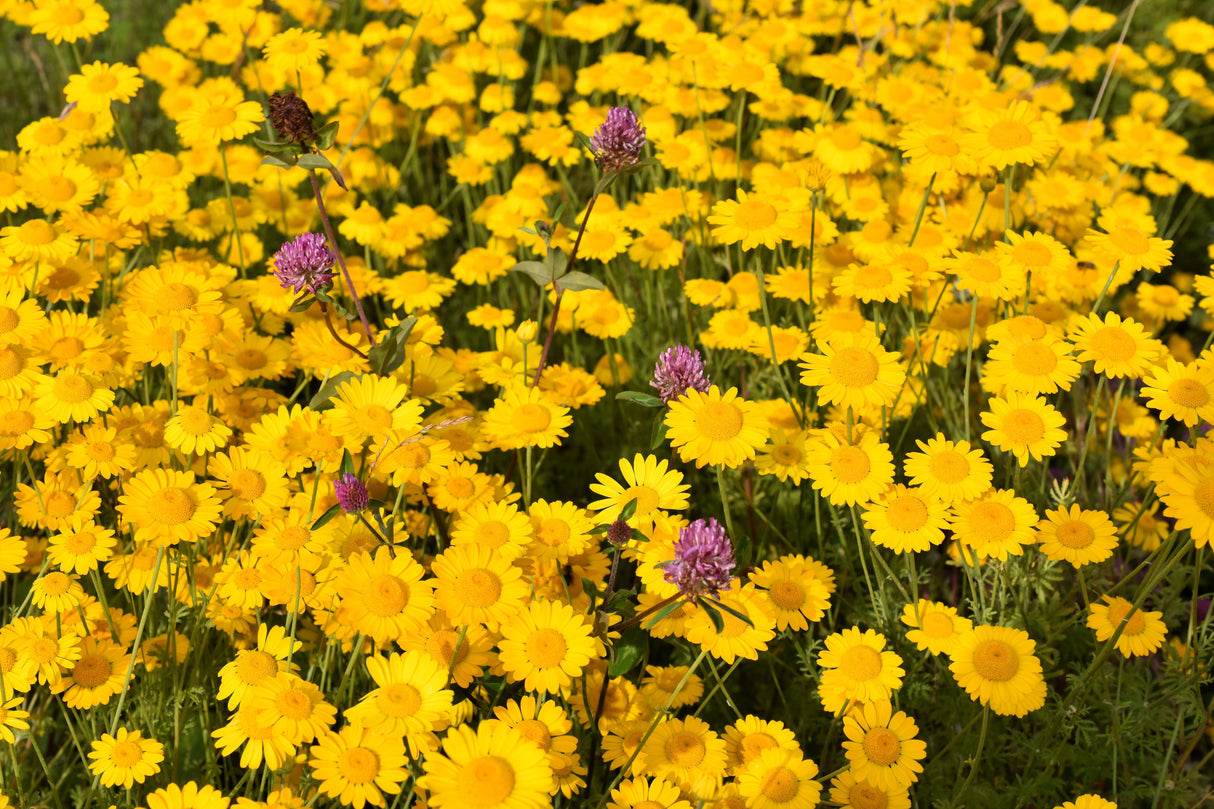 250 GOLDEN MARGUERITE DAISY Dyer's Yellow Chamomile Anthemis Tinctoria Kelwayi Cota Tinctoria Paris Daisy Herb Flower Seeds
