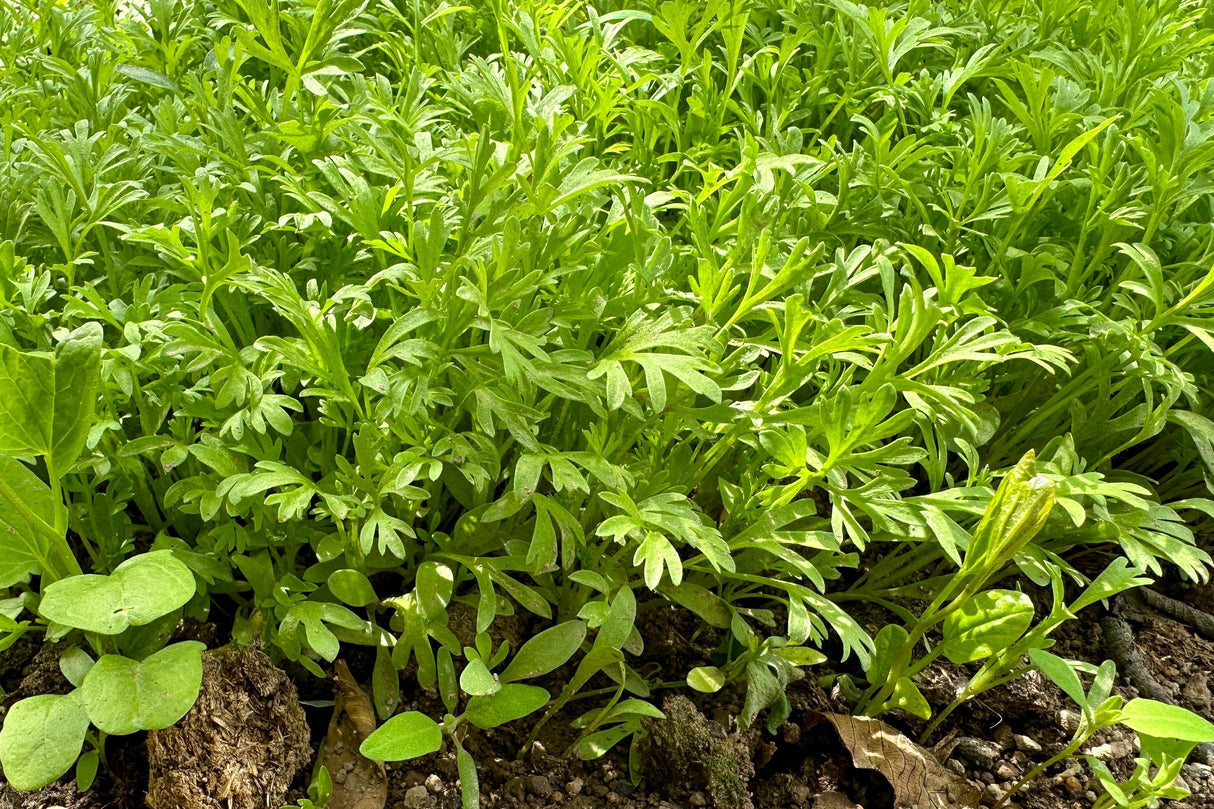 1500 WRINKLED CRINKLED CRESS Garden Lepidium Sativum Greens Vegetable Seeds