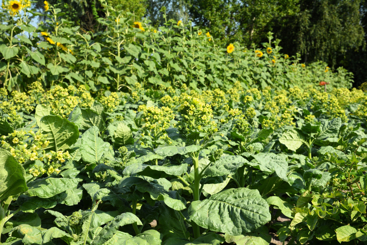 250 AZTEC TOBACCO Midewiwan Sacred Nicotiana Rustica Yellow Flower Herb Seeds