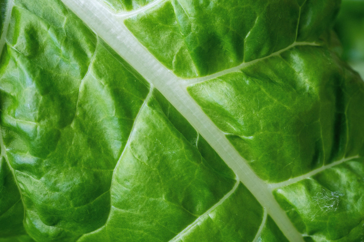 300 FORDHOOK GIANT SWISS CHARD (Perpetual Spinach) Beta Vulgaris Cicla Vegetable Seeds