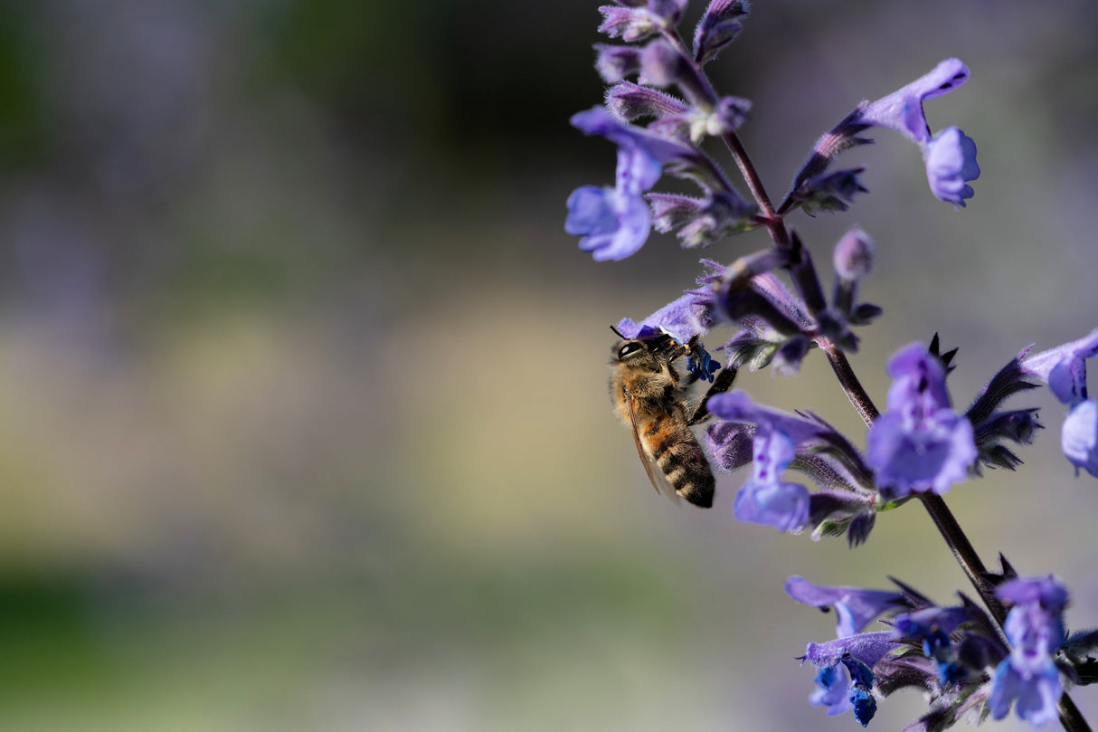 50 PERSIAN CATMINT Mussins Nepeta Racemosa Flower Seeds