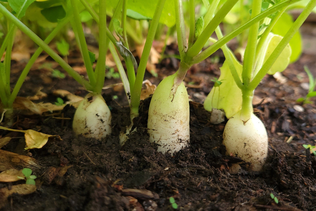1250 WHITE ICICLE RADISH Raphanus Sativus Vegetable Seeds