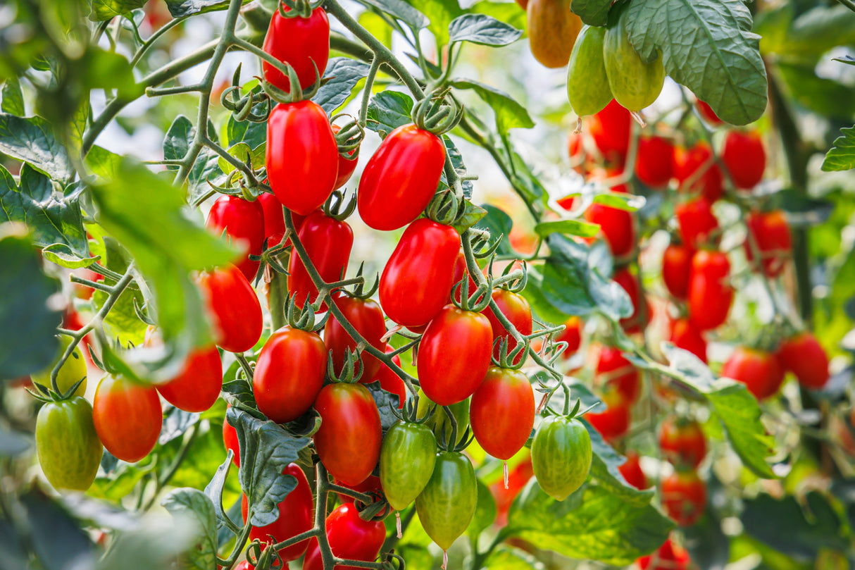 50 Organic AMISH PASTE TOMATO Red Heirloom Roma Type Lycopersicon Fruit Vegetable Seeds