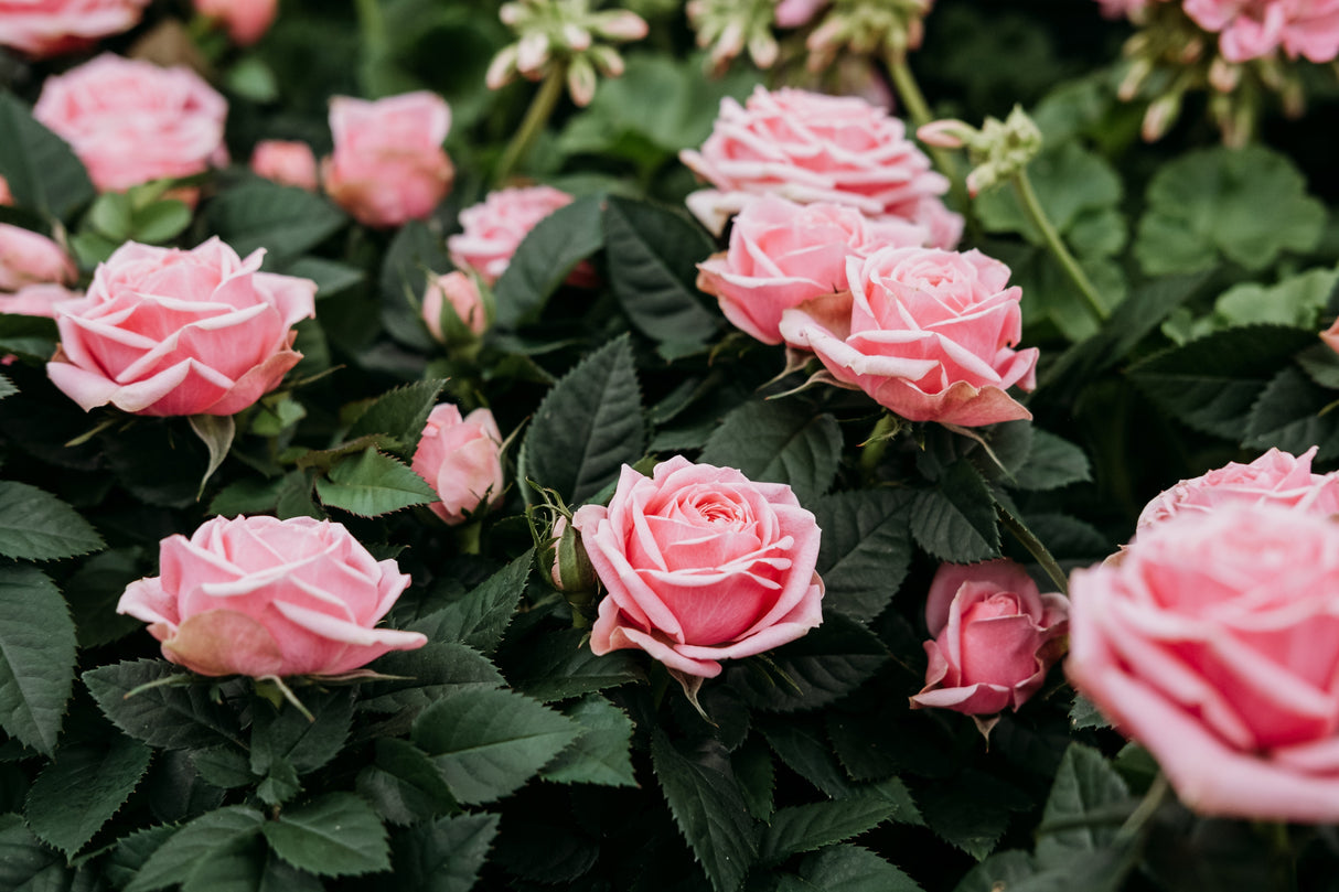 5 PINK ROSE Rosa Bush Shrub Perennial Flower Seeds