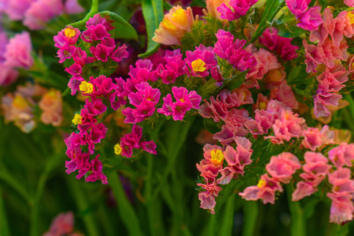 50 Pacific Mix STATICE (Sea Lavender) Mixed Colors Limonium Sinuatum Flower Seeds
