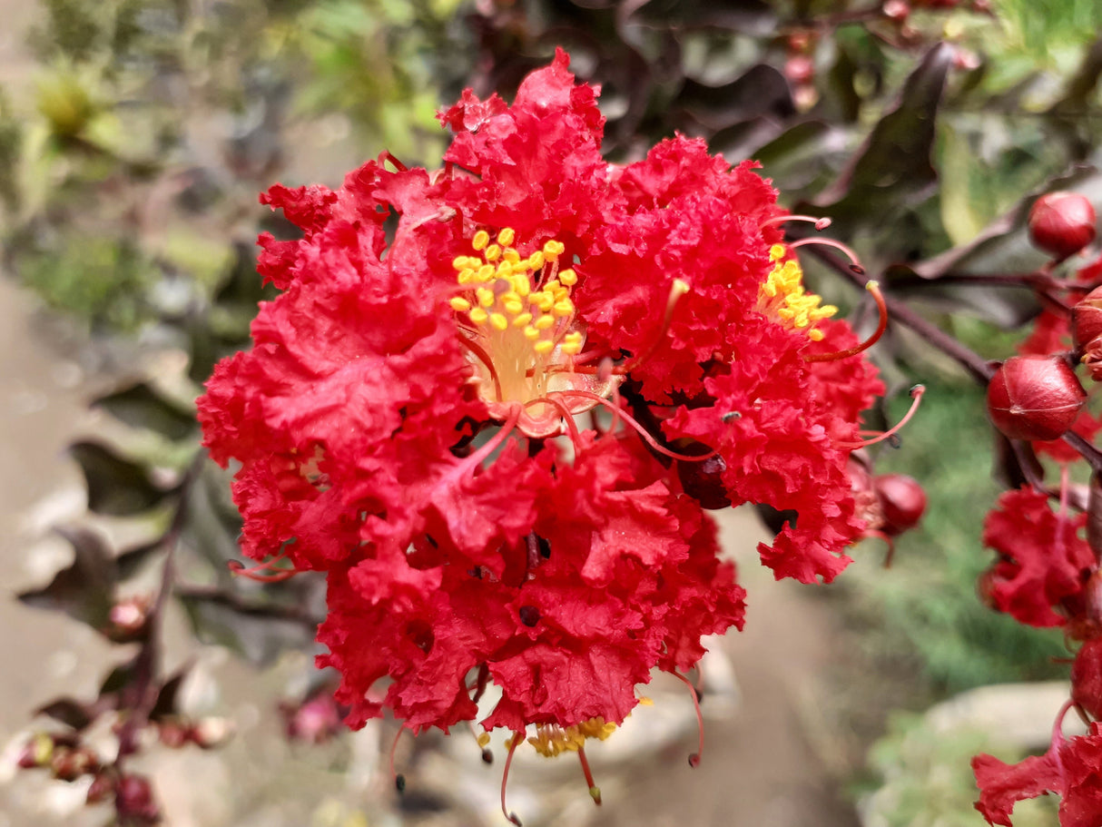 50 MIXED CREPE MYRTLE Lagerstroemia Indica Tree Shrub Crape 6 Color Mix - Red, Purple, Light Pink, Dark Pink, White, & Lilac Flower Seeds