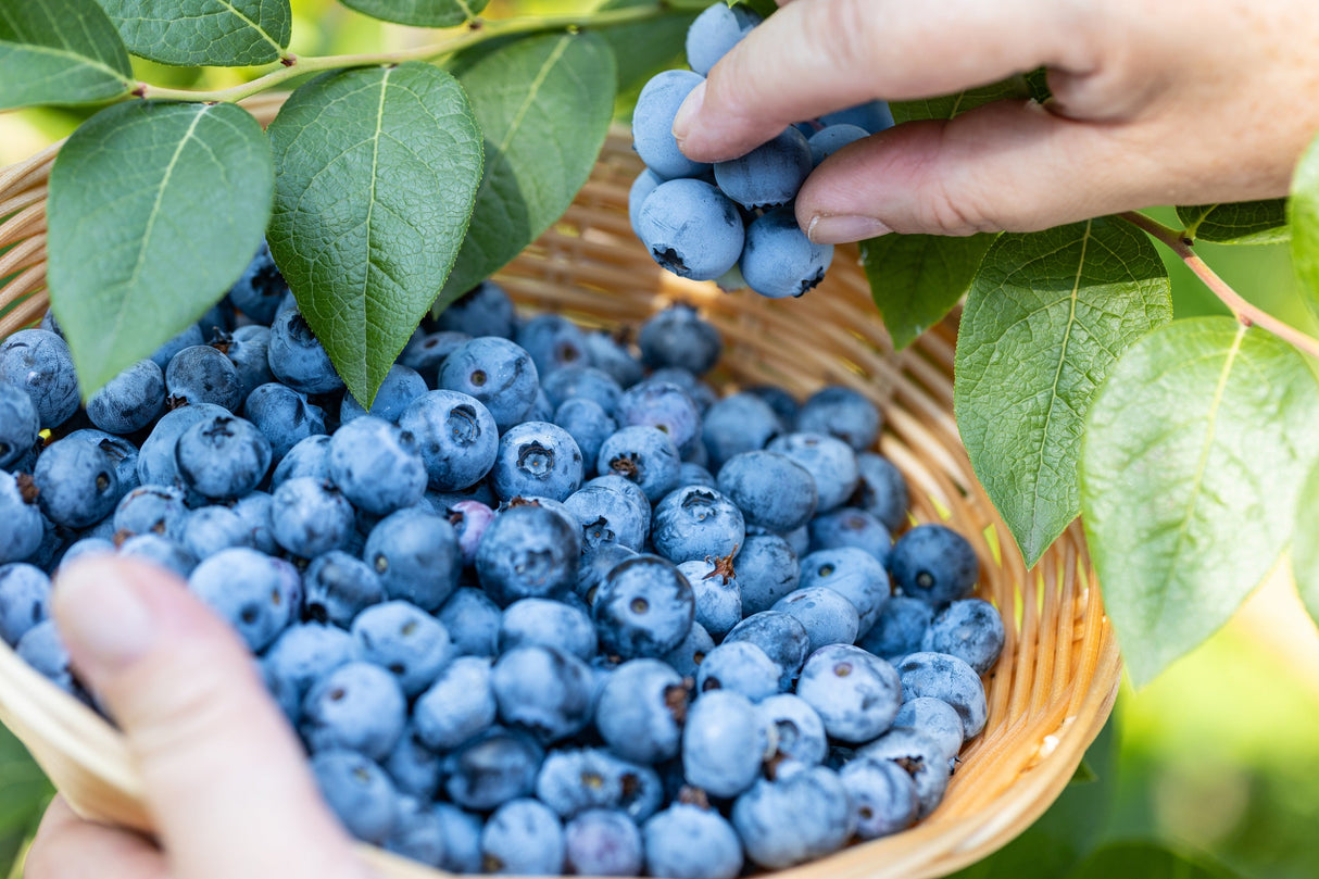 50 Northern HIGHBUSH BLUEBERRY BUSH Vaccinium Fruit Shrub Blue Berry White Flower Seeds