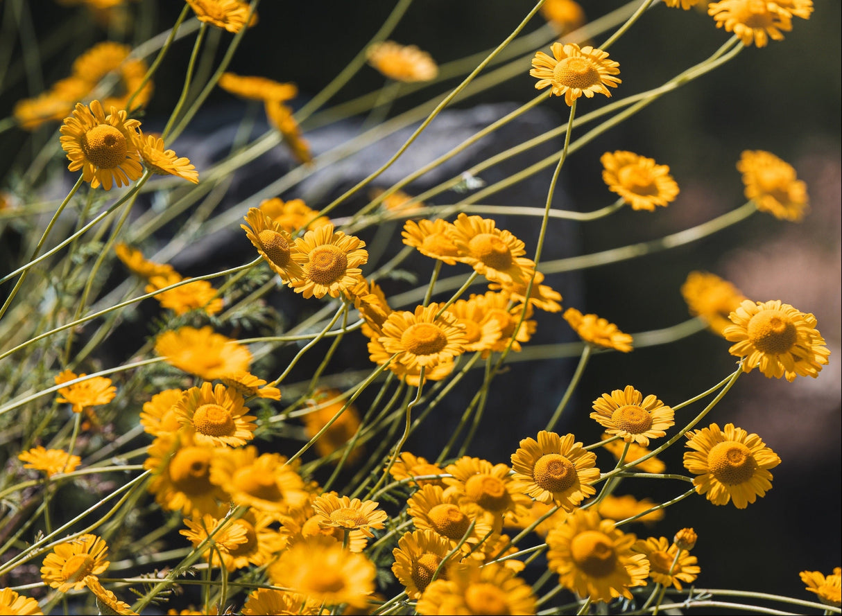 500 Yellow DESERT MARIGOLD Baileya Multiradiata Showy Drought Paper Daisy Flower Herb Seeds
