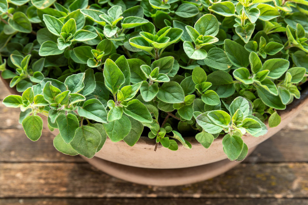 500 GREEK OREGANO Italian / Winter Marjoram Origanum Vulgare Hirtum Herb Seeds
