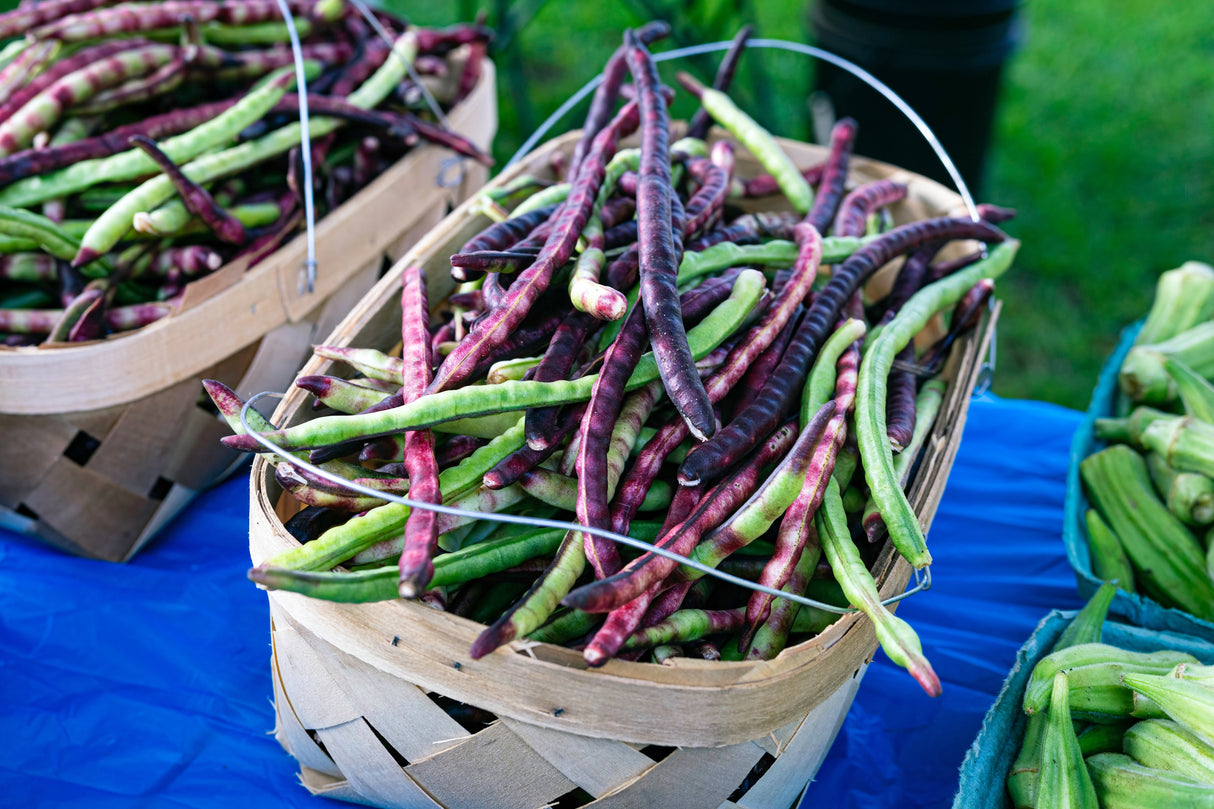 50 PURPLE PINKEYE COWPEA Southern Cow Pea Crowder Vigna Unguiculata Vegetable Legume Seeds