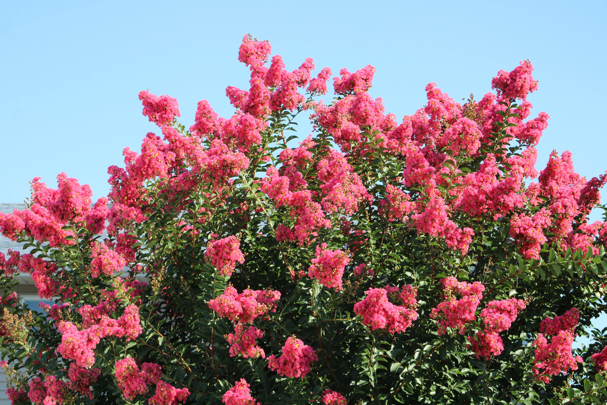 50 MIXED CREPE MYRTLE Lagerstroemia Indica Tree Shrub Crape 6 Color Mix - Red, Purple, Light Pink, Dark Pink, White, & Lilac Flower Seeds