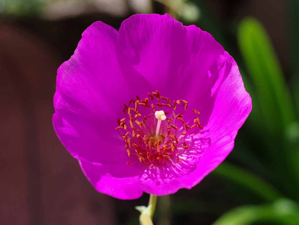 50 RED ROCK PURSLANE ' Ruby Tuesday ' Calandrinia Umbellata Magenta Flower Herb Seeds