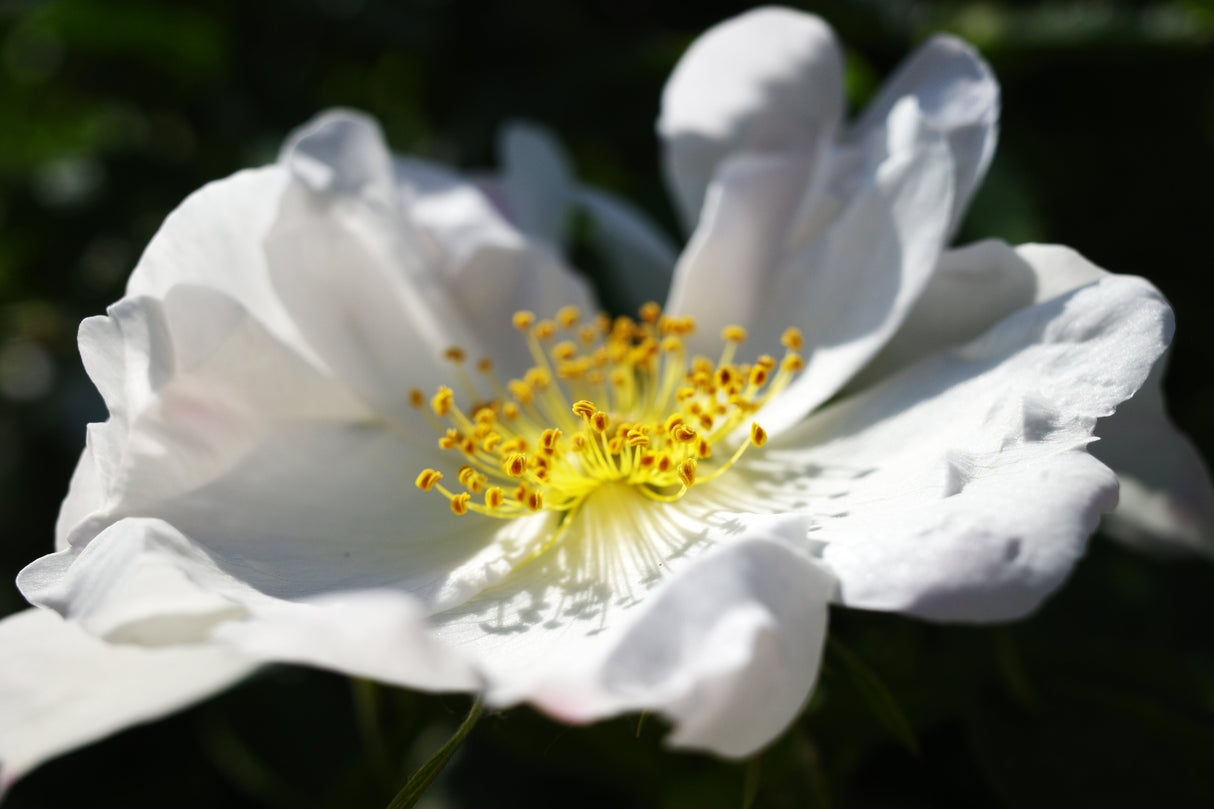10 WHITE JAPANESE ROSE Rosa Rugosa Alba Bush Rugosa Rose Flower Seeds