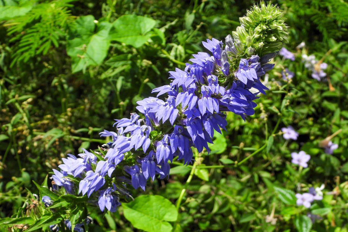 500 GREAT BLUE LOBELIA Lobelia Siphilitica Flower Seeds