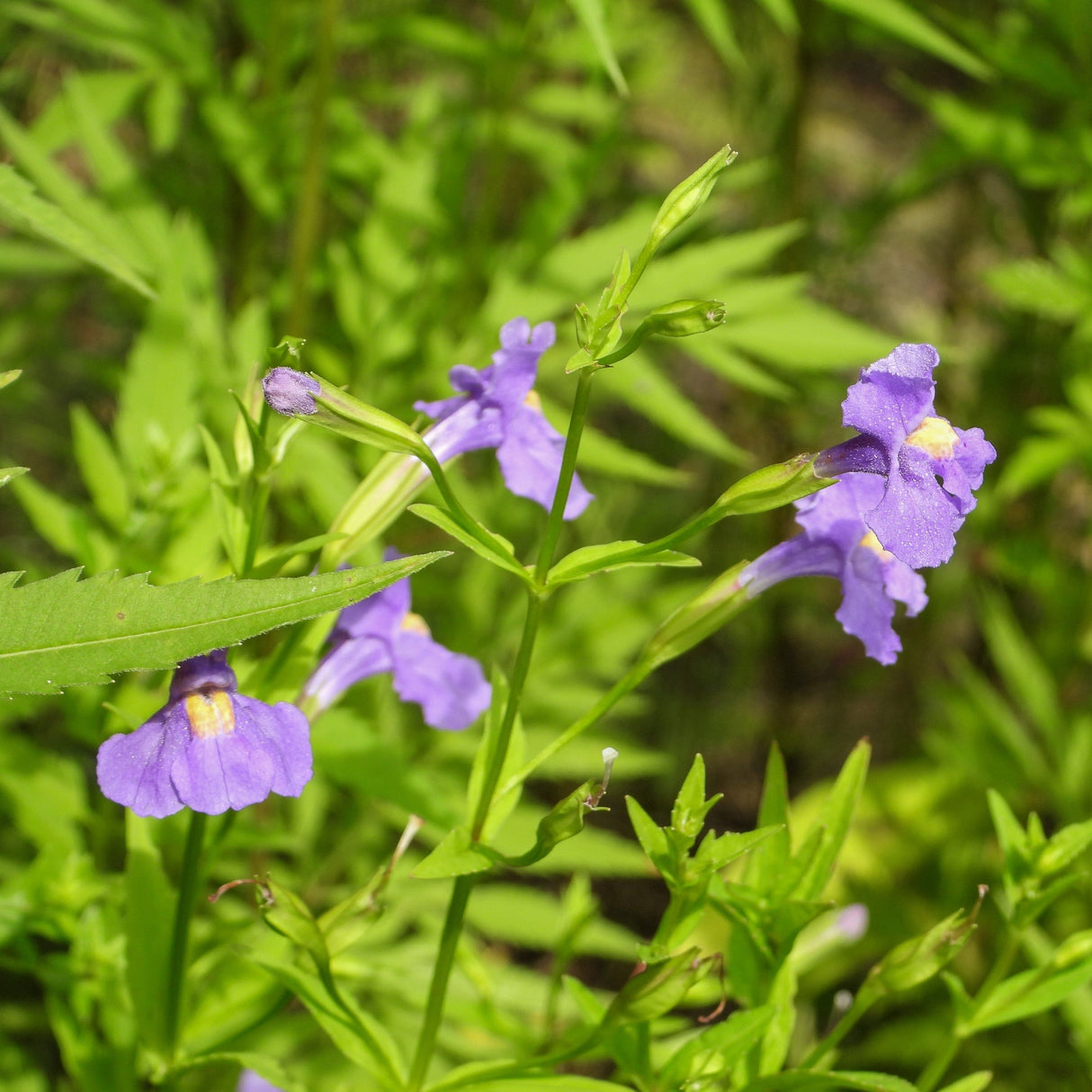 250 PURPLE MONKEY FLOWER Mimulus Ringens Seeds