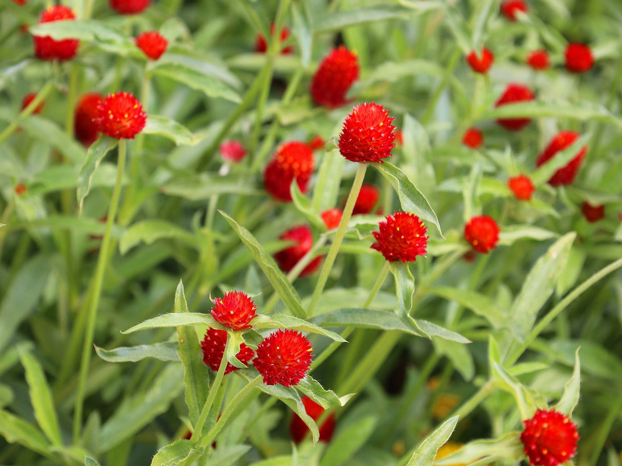50 GLOBE AMARANTH MIX Gomphrena Globosa Mixed Colors Amaranthus Flower Seeds