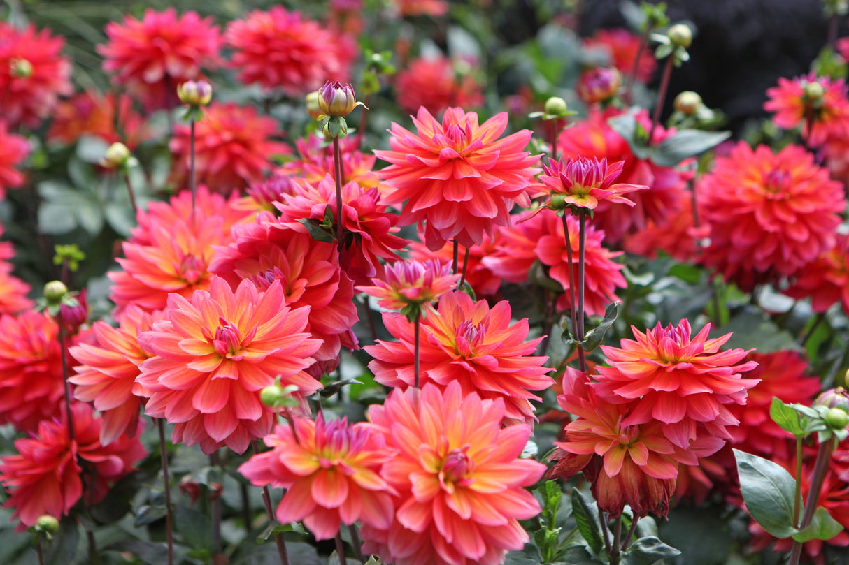50 EARLY BIRD DAHLIA Mixed Colors Flower Seeds