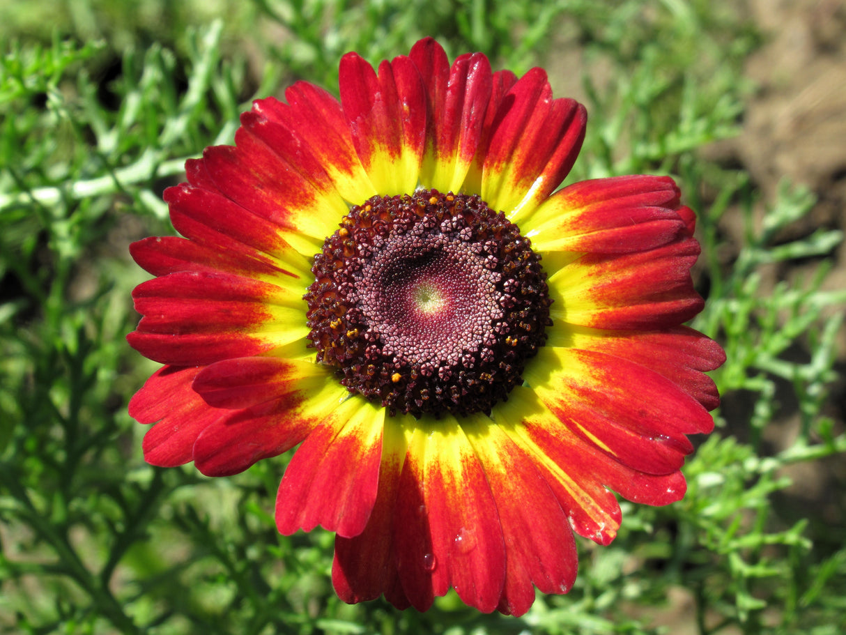 250 TRICOLOR PAINTED DAISY (Pyrenthrum Daisy) Chrysanthemum Carinatum Flower Seeds