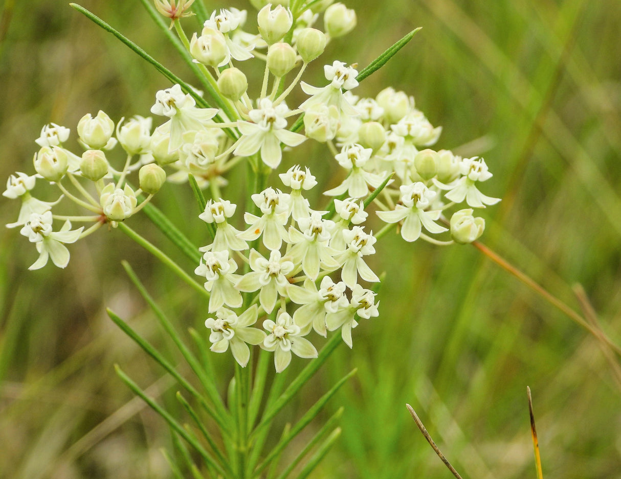 20 WHITE WORLED (Horesetail) MILKWEED Asclepias Verticillata Flower Seeds