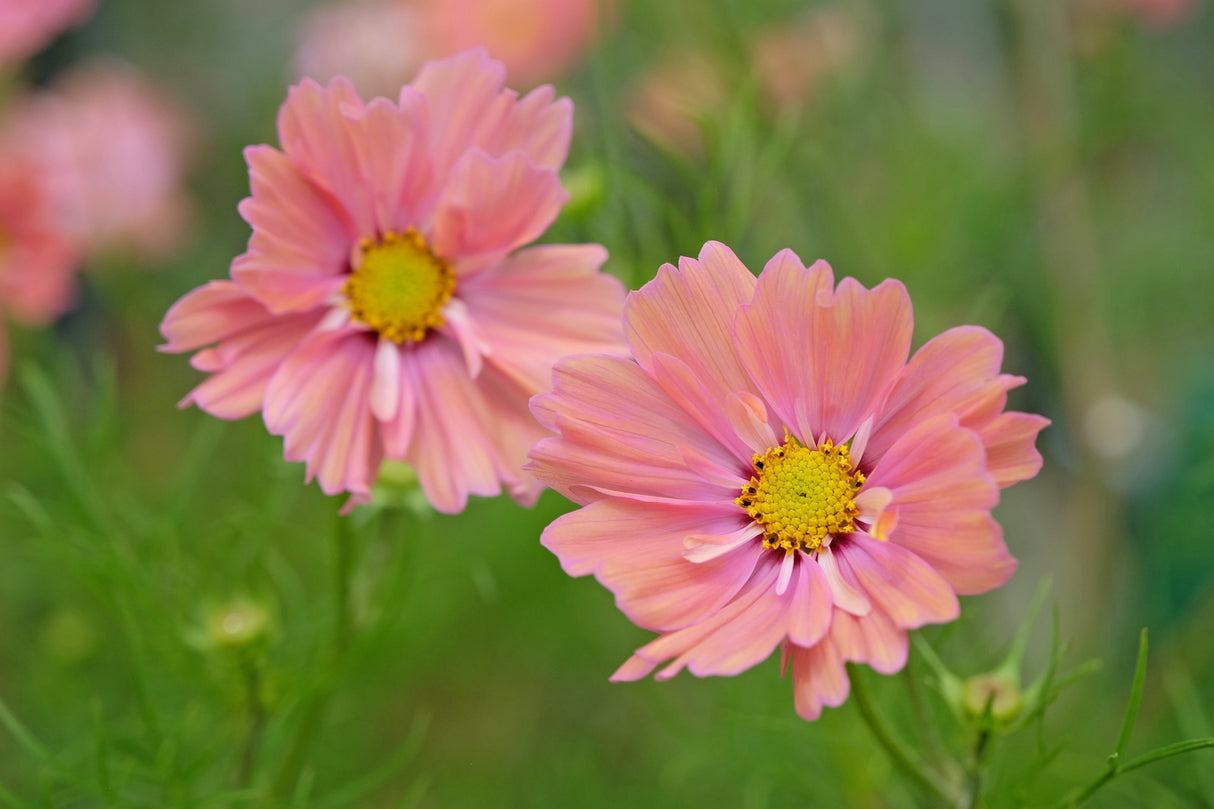 20 APRICOTTA COSMOS Bipinnatus Apricot & Rose Pink Bicolor Flower Seeds