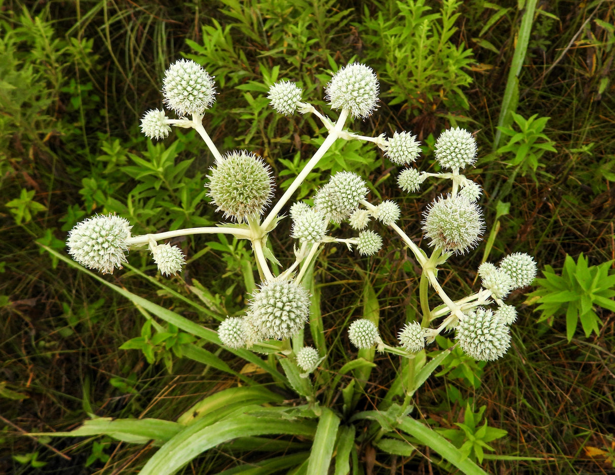 200 RATTLESNAKE MASTER / Button Snakeroot Eryngium Yuccifolium Flower Seeds