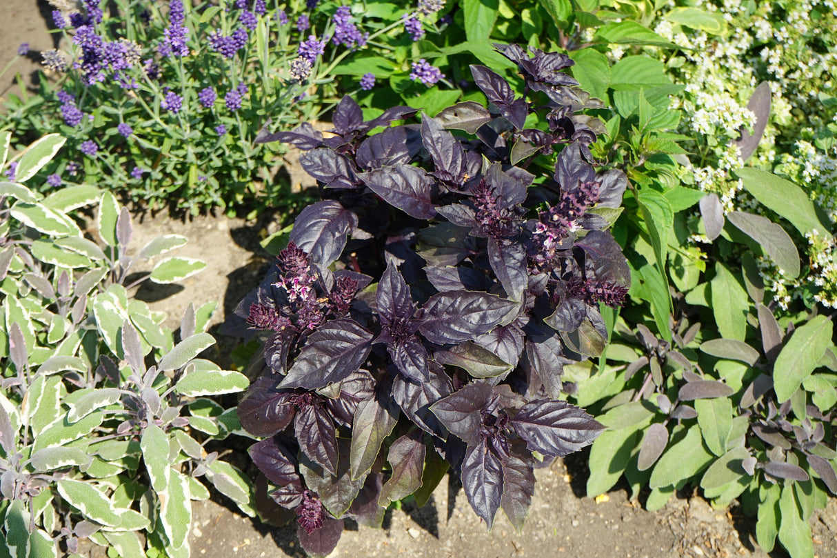 500 RED RUBIN BASIL Ocimum Basilicum Purpurascens Spicy Herb White & Lavender Flowers Seeds