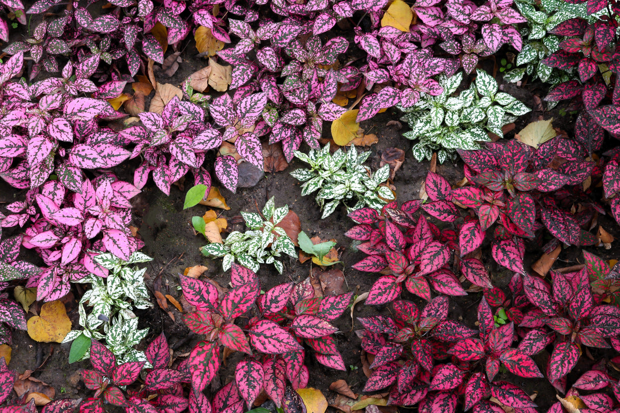 10 Dwarf Mixed Colors POLKA DOT PLANT Red Pink White Rose Splash Select Hypoestes Phyllostachya Flower Houseplant Seeds