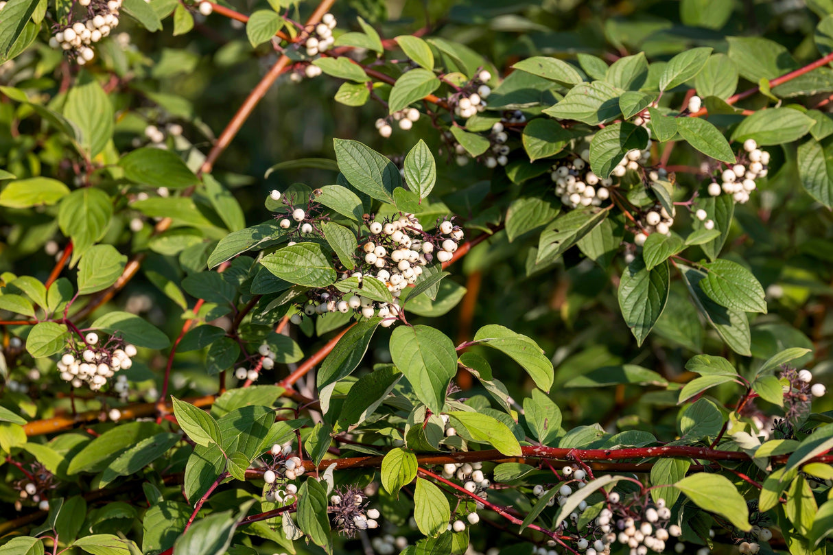 20 RED TWIG DOGWOOD American Red Osier Shrub White Flower Cornus Sericea Seeds