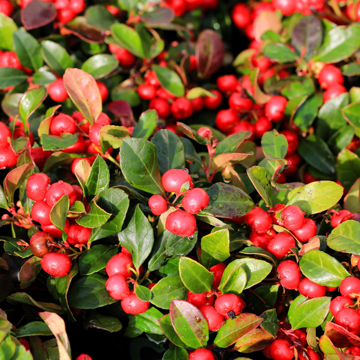 20 Creeping WINTERGREEN / TEABERRY Gaultheria Procumbens Evergreen Flo