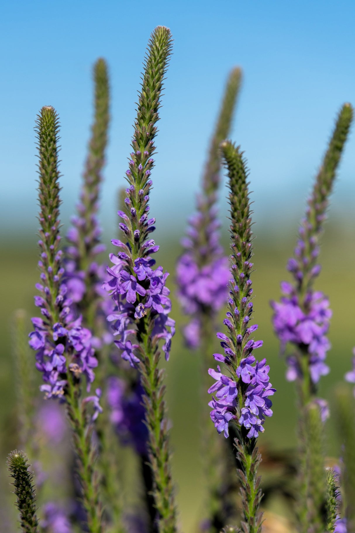 500 Purple HOARY VERVAIN Verbena Stricta Flower Seeds