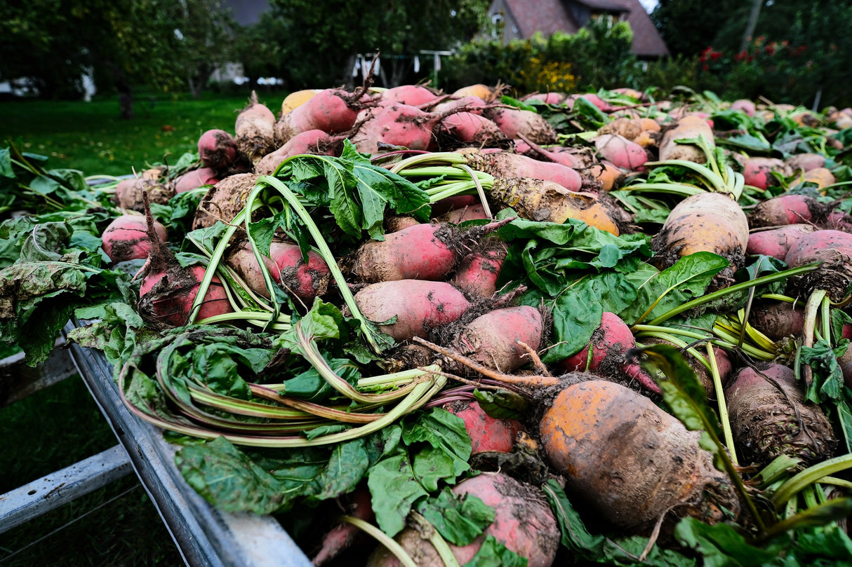 75 Giant Red BEET Mangelwurzel Mangel Mangold Wurzel Mammoth Long Beta Vulgaris Seeds