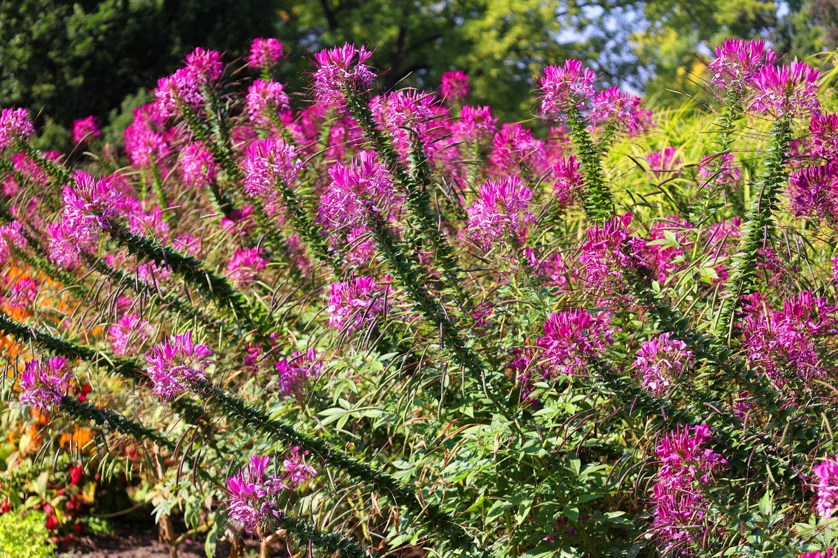 200 MAUVE QUEEN CLEOME Spinosa Hassleriana Purple Pink Spider Flower Seeds