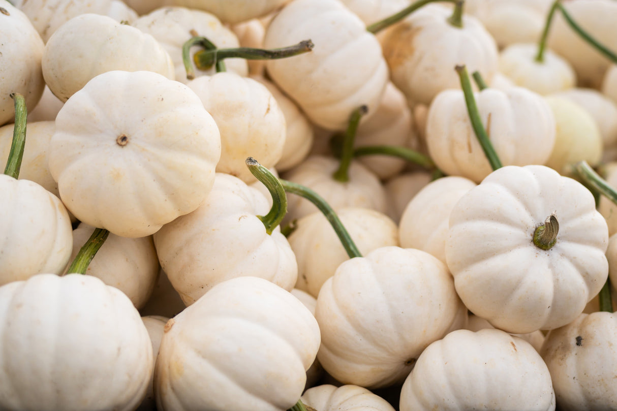 15 WHITE Baby Boo MINI PUMPKIN Miniature Cucurbita Pepo Vegetable Seeds