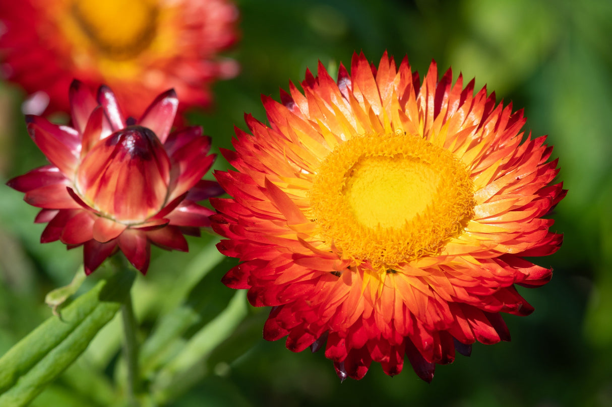 100 Red FIRE BALL STRAWFLOWER Xerochrysum Bracteatum Helichrysum Monstrosum Flower Seeds