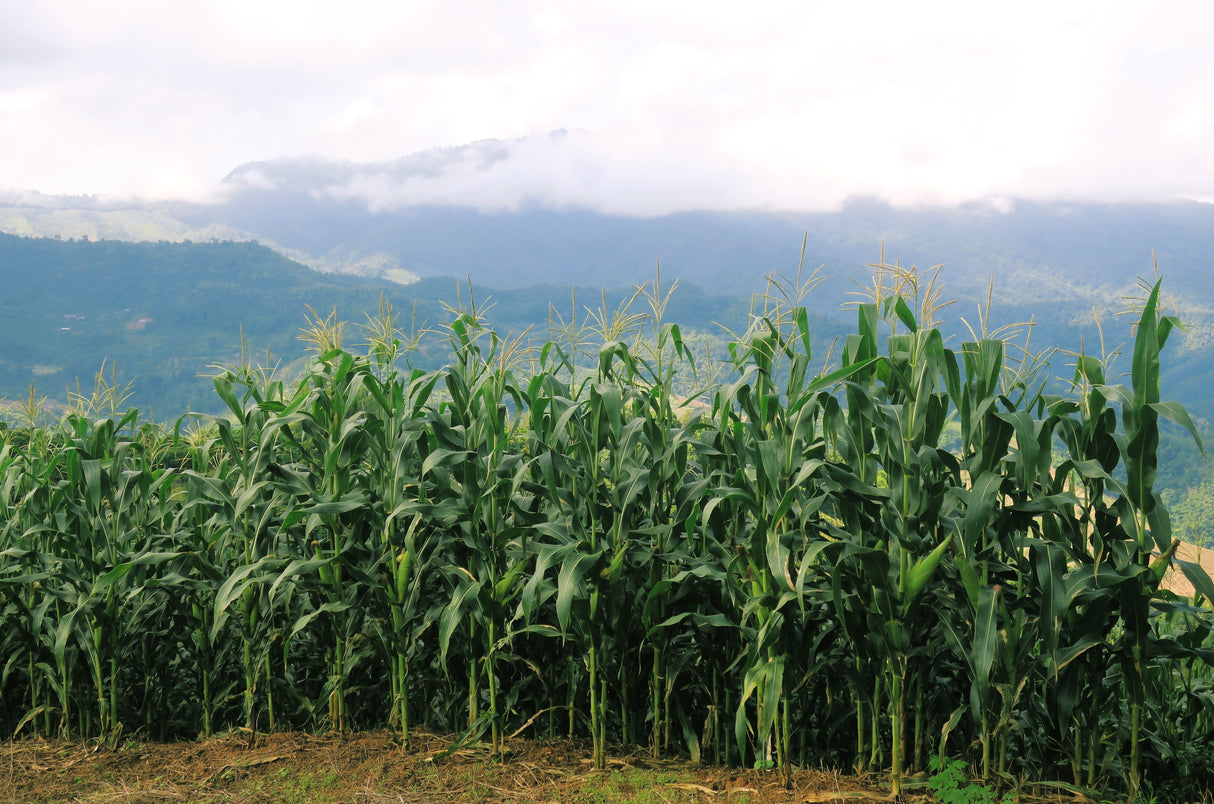 60 BICOLOR CORN DELECTABLE Yellow & White Zea Mays Vegetable Seeds