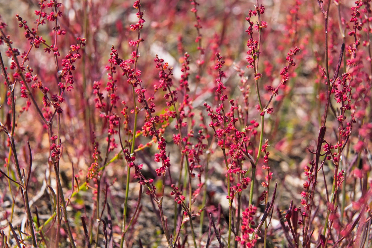 100 SHEEP SORREL Rumex Acetosella Red Field Sorrel Sour Weed Herb Flower Seeds