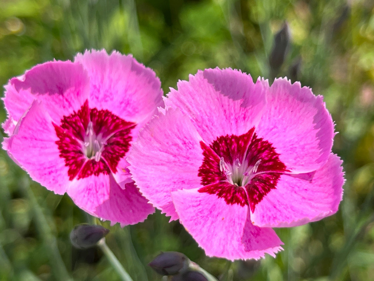 550 MAIDEN PINKS Mixed Colors Dianthus Deltoides Flower Seeds