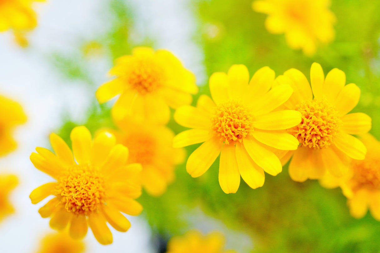 1000 DAHLBERG DAISY Thymophylla Tenuiloba Yellow Flower Seeds - aka Golden Fleece, Gold Carpet, Shooting Star