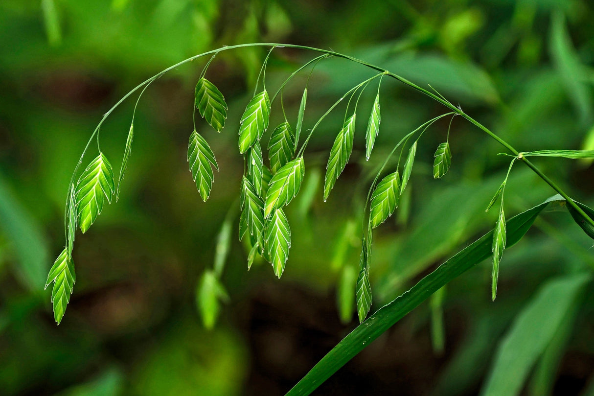 100 NORTHERN SEA OATS Grass Inland Chasmanthium Seeds