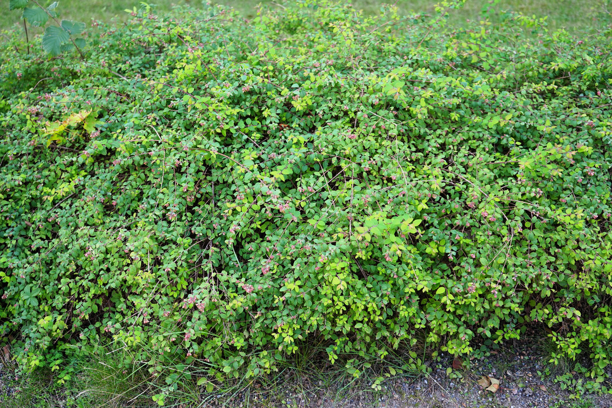 10 Dwarf CREEPING SNOWBERRY Shrub White Pink Flower Symphoricarpos Mollis Seeds