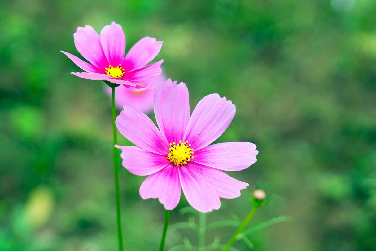 150 Pink COSMOS RADIANCE Bipinnatus Flower Seeds