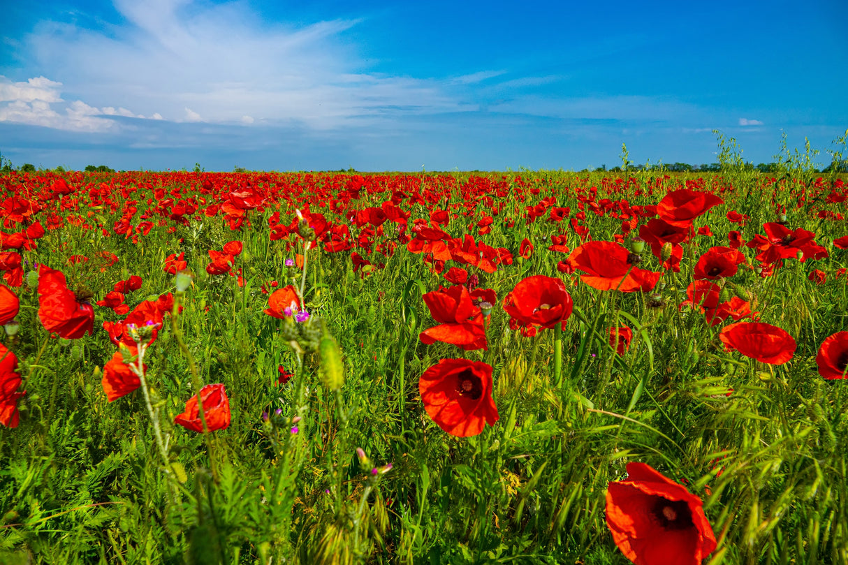 1000 Red AMERICAN LEGION (Corn / Shirley / Flanders) POPPY Papaver Rhoeas Flower Seeds