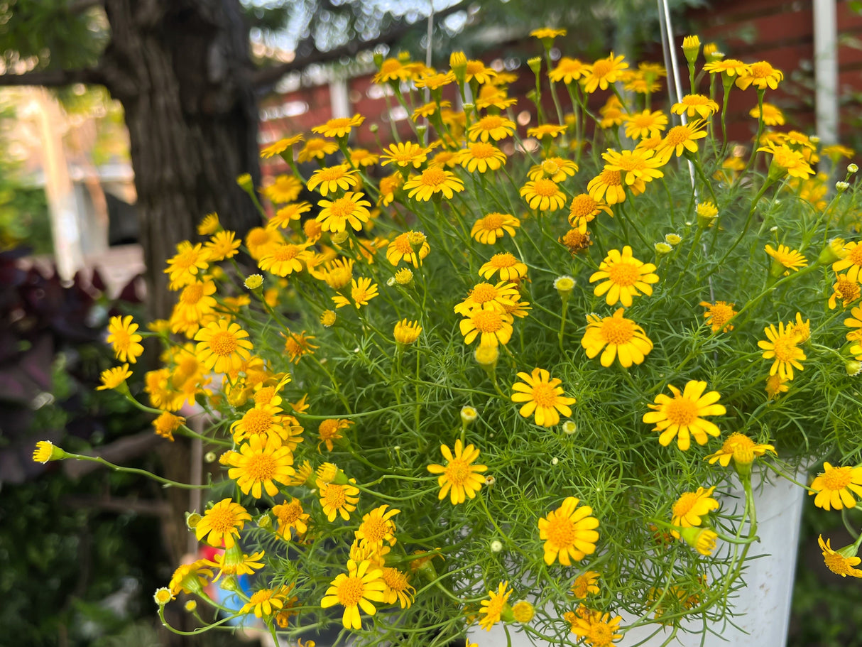 1000 DAHLBERG DAISY Thymophylla Tenuiloba Yellow Flower Seeds - aka Golden Fleece, Gold Carpet, Shooting Star